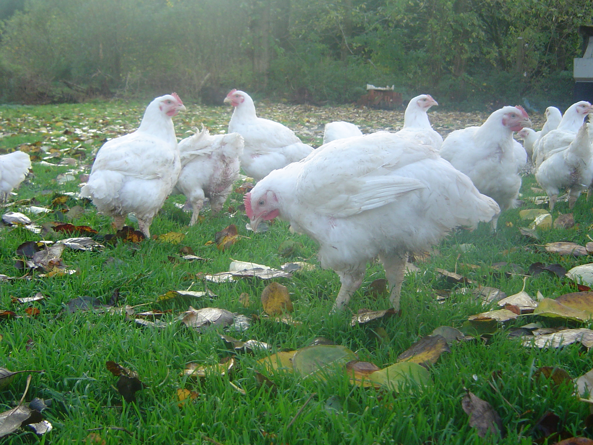 Kylling på friland (3)